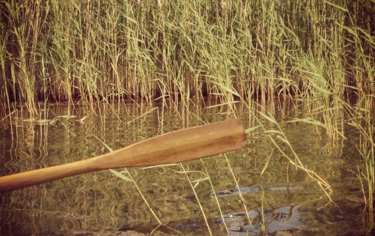 Barndom och uppväxt En åra som vilar i grunt vatten bland växande vass. (R) Maria Jällebo