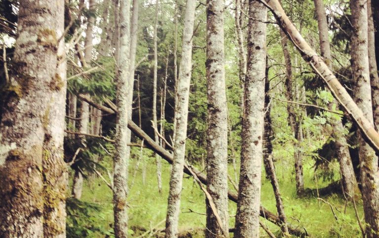 Relationer Tätt skog med höga träd och gröna inslag i bakgrunden. (R) Maria Jällebo