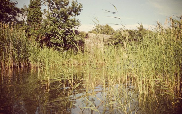 När livet händer Lugnt vattendrag omgiven av grönska och högt gräs under en klar himmel. (R) Maria Jällebo